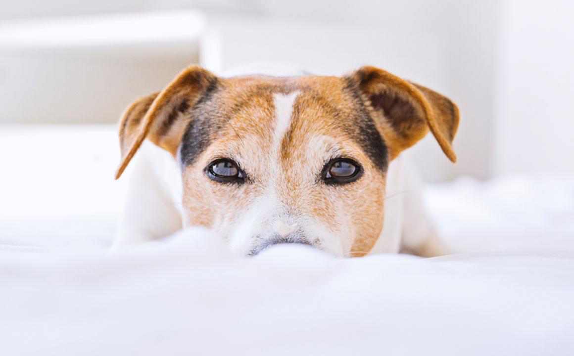 Como tratar la infecci&oacute;n en los ojos en perros