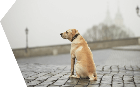 Wat moet ik doen als mijn hond vermist raakt?