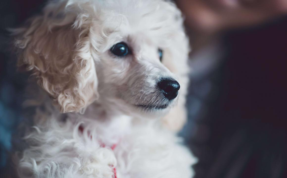 S&iacute;ntomas de la gastritis en perros: c&oacute;mo detectarla y actuar