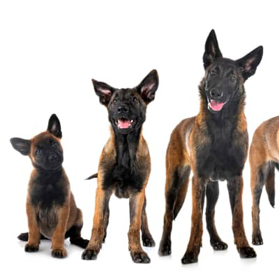 &iquest;Cu&aacute;ndo dejan de crecer los perros?