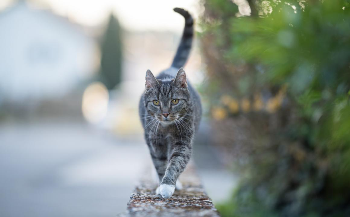 Ataxie du chat : que faut-il savoir ?