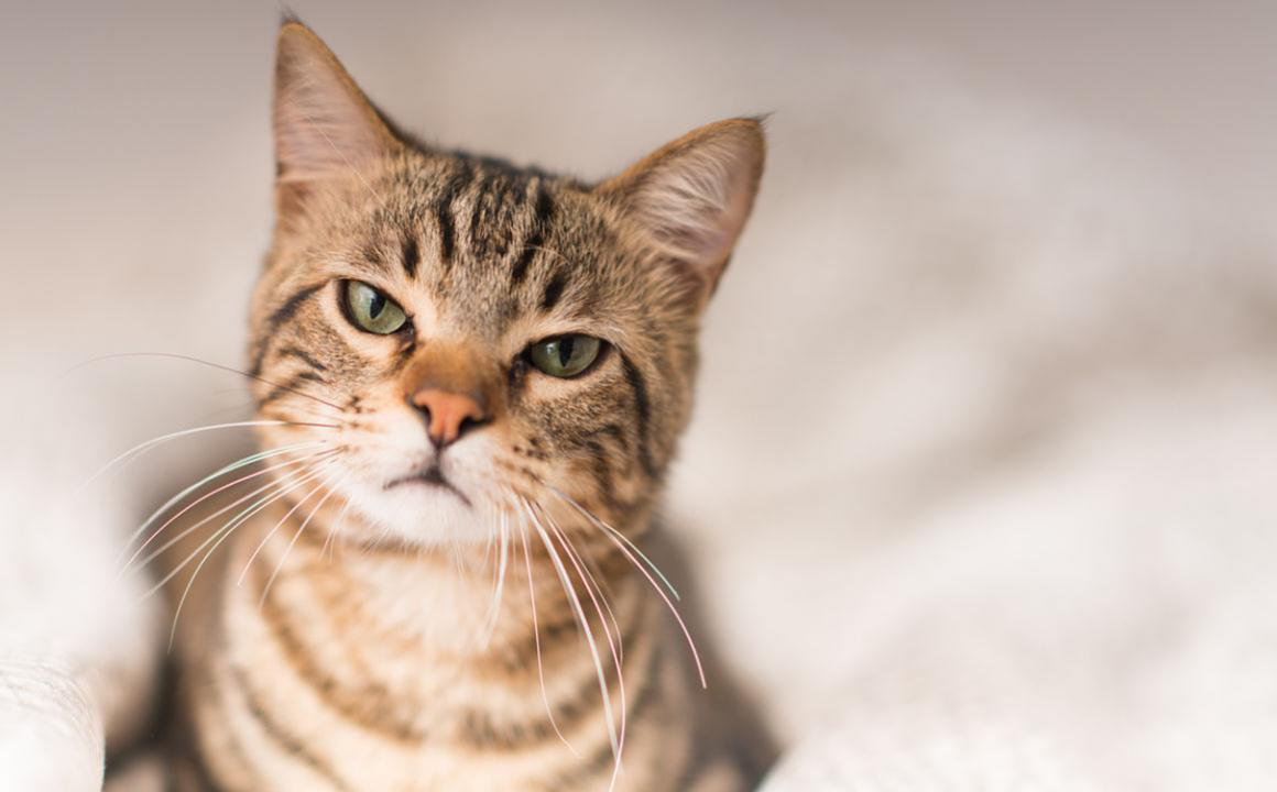 &iquest;Qu&eacute; es el bufido del gato y qu&eacute; quiere decir?