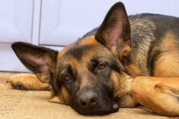 &Epsilon;&iota;&delta;&iota;&kappa;ή &omega;&tau;ί&tau;&iota;&delta;&alpha; &sigma;&epsilon; &sigma;&kappa;ύ&lambda;&omicron;&upsilon;&sigmaf;: ό&lambda;&alpha; ό&sigma;&alpha; &pi;&rho;έ&pi;&epsilon;&iota; &nu;&alpha; &gamma;&nu;&omega;&rho;ί&zeta;&epsilon;&tau;&epsilon;