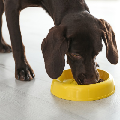 Golpe de calor en perros: s&iacute;ntomas y c&oacute;mo prevenirlo