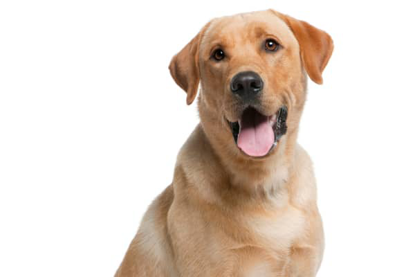 Mastocitoma del cane: aspetto, sintomi e sopravvivenza