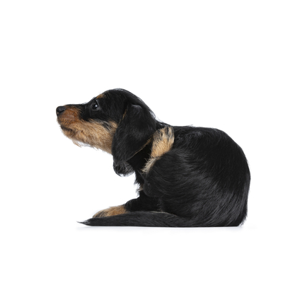 Como aliviar a comich&atilde;o nos c&atilde;es?