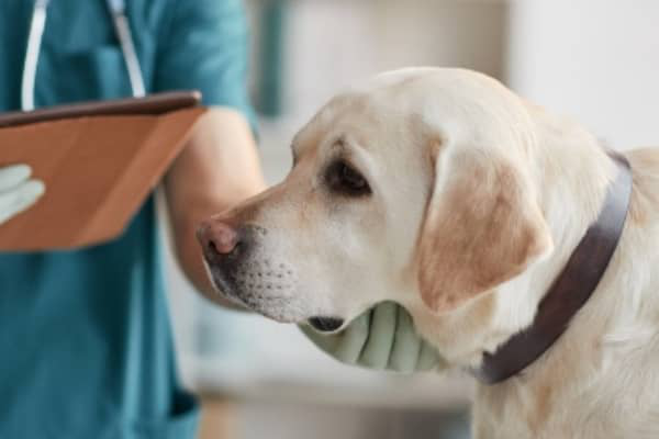 Diab&egrave;te chez le chien : sympt&ocirc;mes, causes et traitement&nbsp;