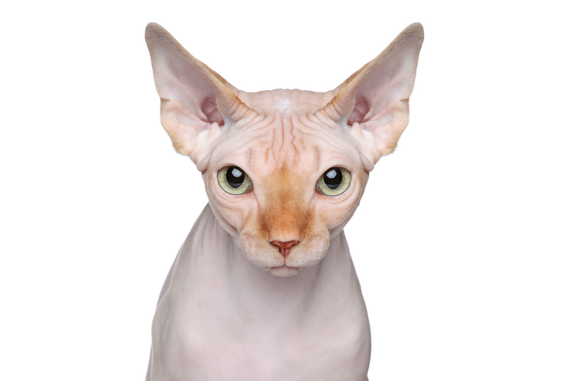 cuidados-gato-sphynx-2.jpg