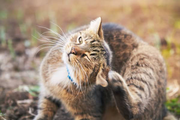 Quels sont les sympt&ocirc;mes de la teigne chez le chat ?