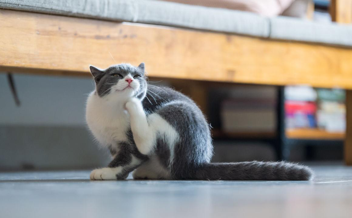 Tout ce qu&rsquo;il faut savoir sur les acariens dans les oreilles des chats