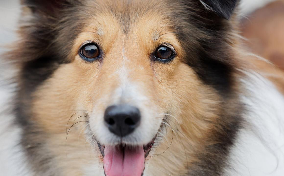 Cataratta nei cani, cos'&egrave; e come riconoscerla