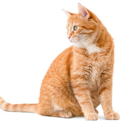 S&iacute;ntomas despu&eacute;s de castrar un gato macho