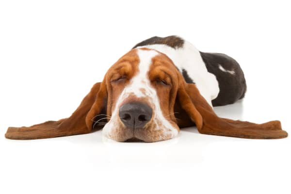 IL COLLASSO TRACHEALE NEL CANE: DIAGNOSI E TRATTAMENTO&nbsp;