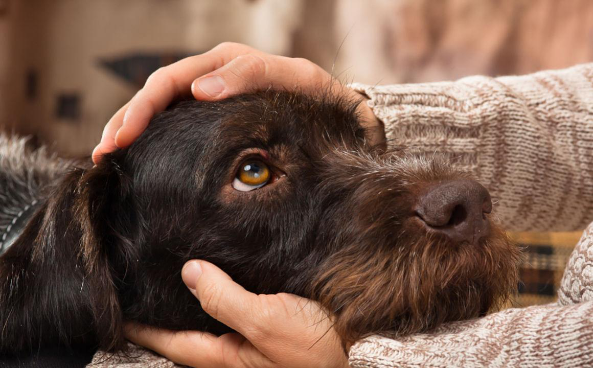 Come viene trattato il diabete nel cane?