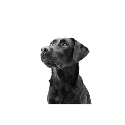 &Aacute;cidos grasos para perro: &iquest;Para qu&eacute; sirven?