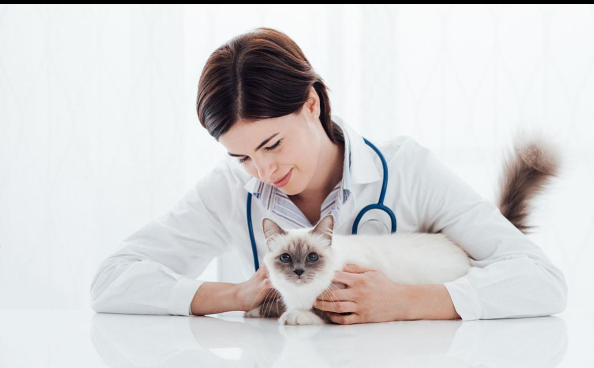 Tique sur votre chat : comment l&rsquo;&eacute;liminer ?