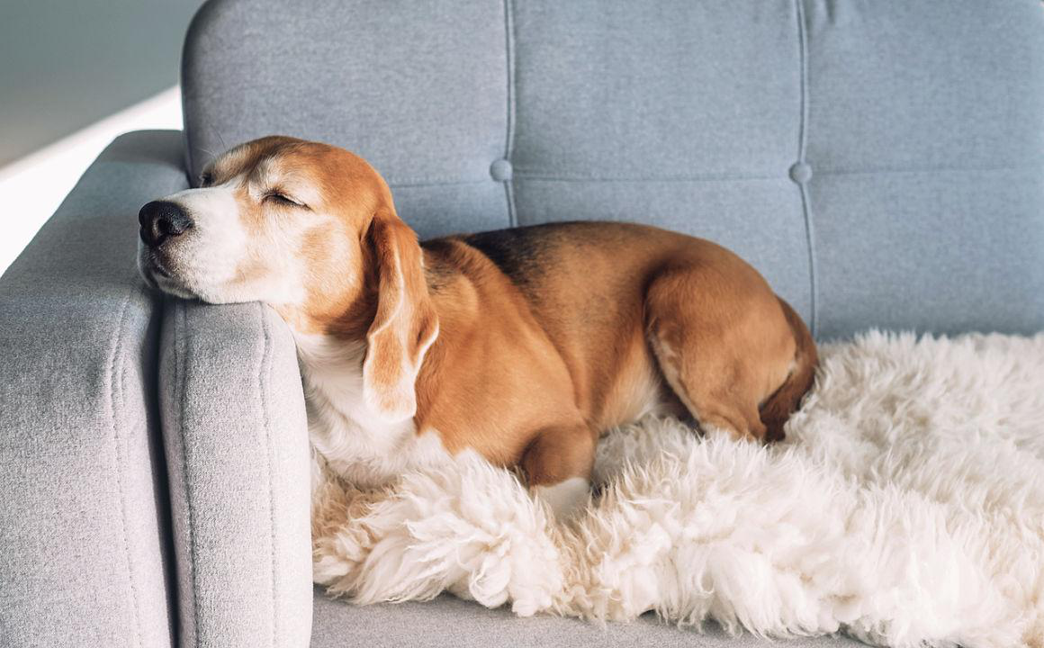 Mon chien ronfle, pourquoi ?