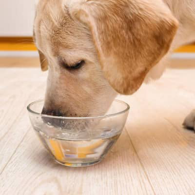 &iquest;Por qu&eacute; mi perro saca mucho la lengua?