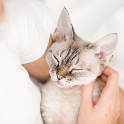 &iquest;Qu&eacute; cuidados necesita un gato con inmunodeficiencia?