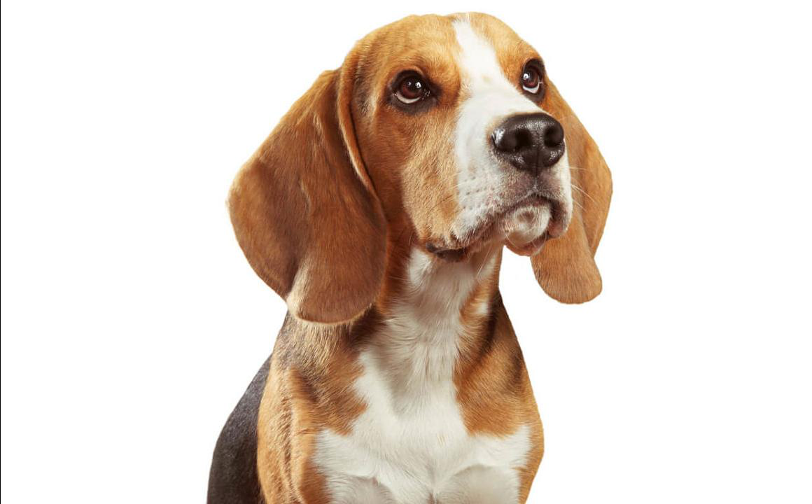 Gu&iacute;a sobre la urea alta en perros: definici&oacute;n, s&iacute;ntomas y tratamiento