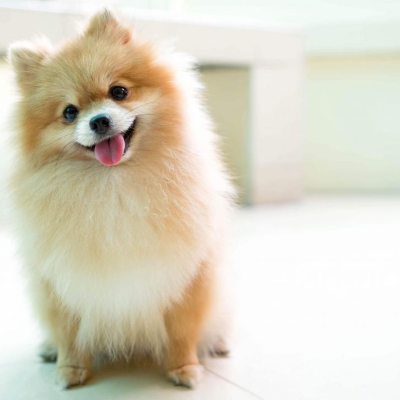 Pomeranian