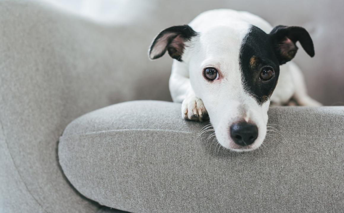 TRANQUILLANTE PER CANI: CONSIGLI