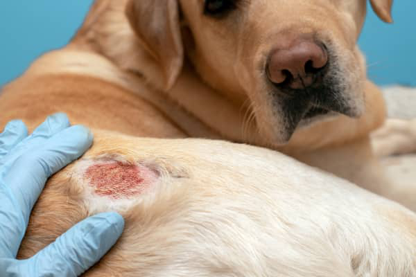 PIODERMITI DEL CANE: DIAGNOSI, SINTOMI E CAUSE
