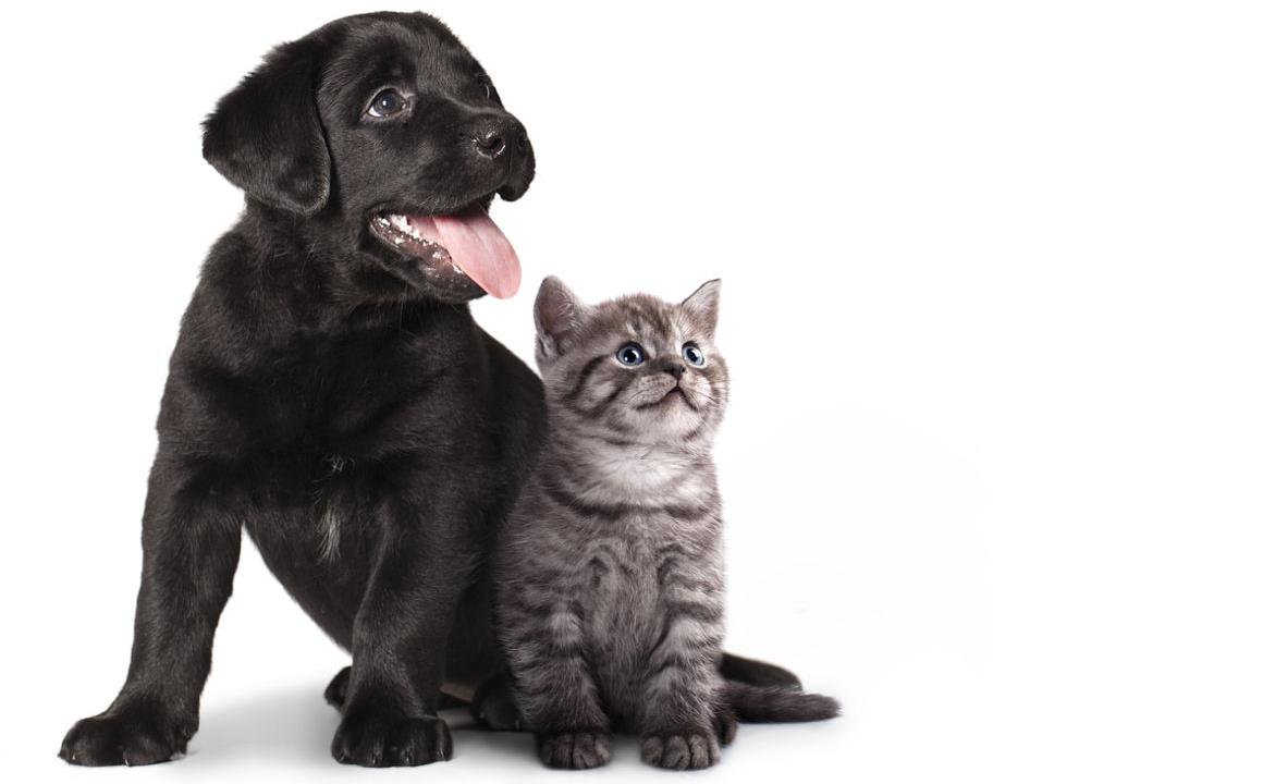 Post-quarantena cucciolo o gattino: come affrontarlo