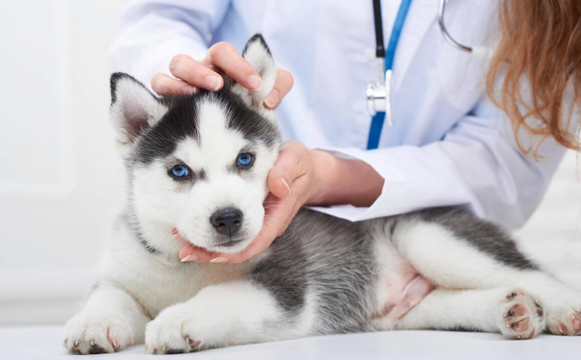 SANGUE NELLE FECI DEL CANE: QUALI SONO LE CAUSE?