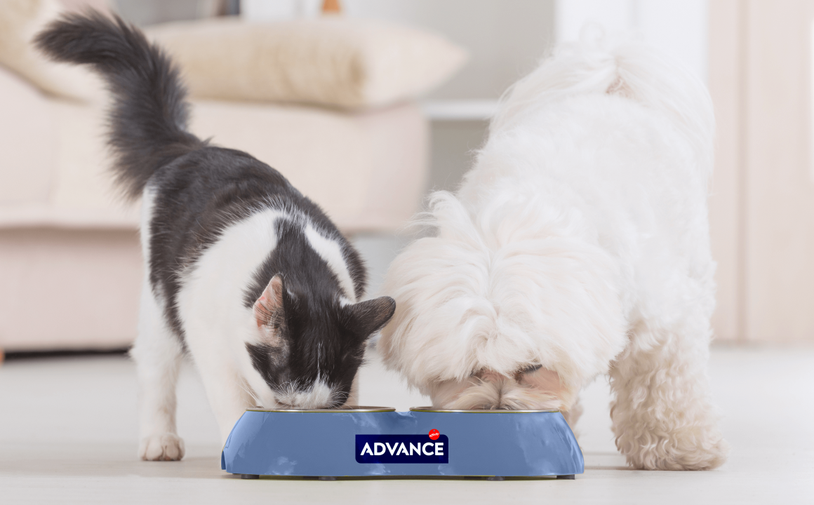 Come potenziare il sistema immunitario: vitamine per cani e gatti, vaccini e molto altro