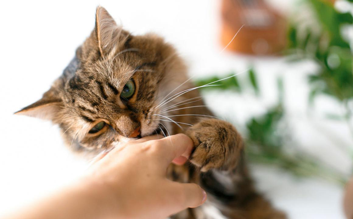 &iquest;Por qu&eacute; mi gato me muerde suave cuando lo acaricio?