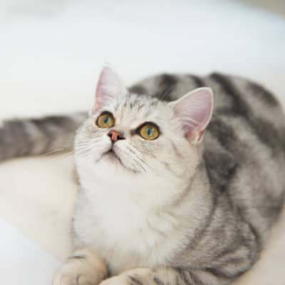 Una casa de ensue&ntilde;o para gatos