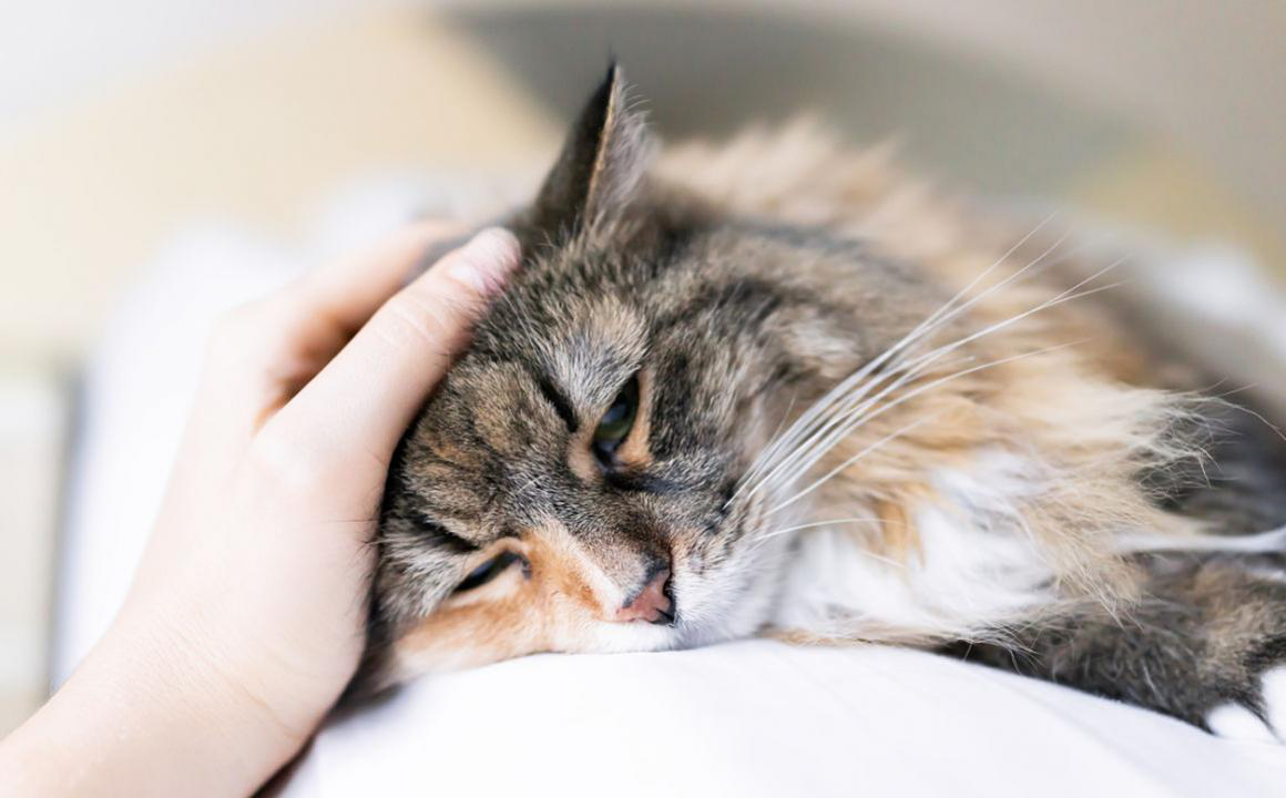 Pourquoi mon chat bave-t-il ?