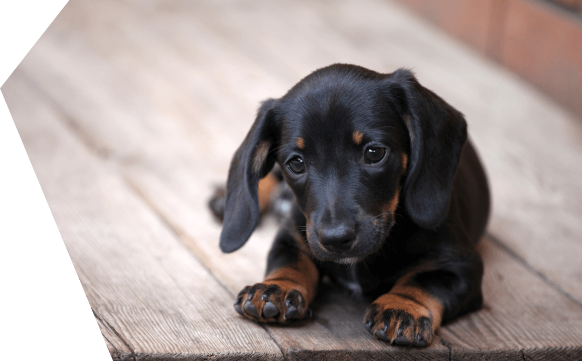 Il cucciolo di bassotto