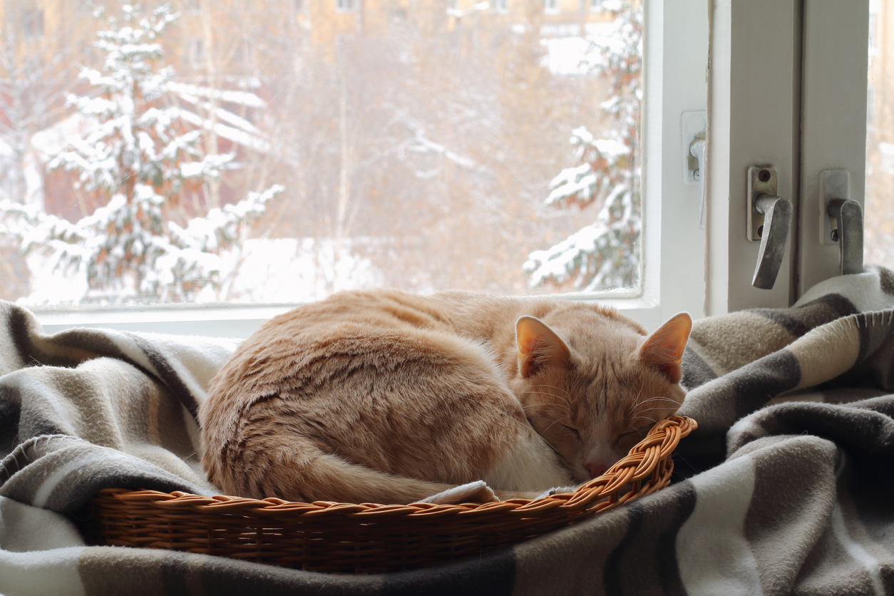 gato-en-invierno-text.jpg