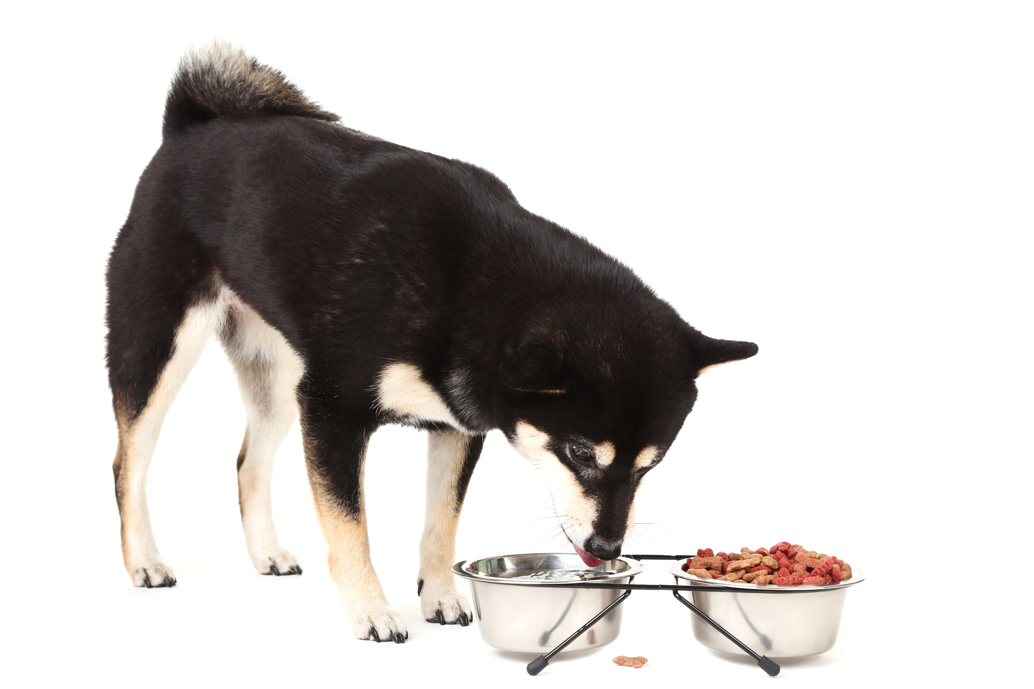 Quali sono gli alimenti vietati per i cani con insufficienza renale?