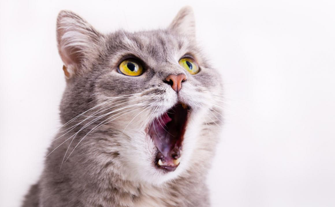 POURQUOI MON CHAT GARDE-T-IL SA BOUCHE OUVERTE ?