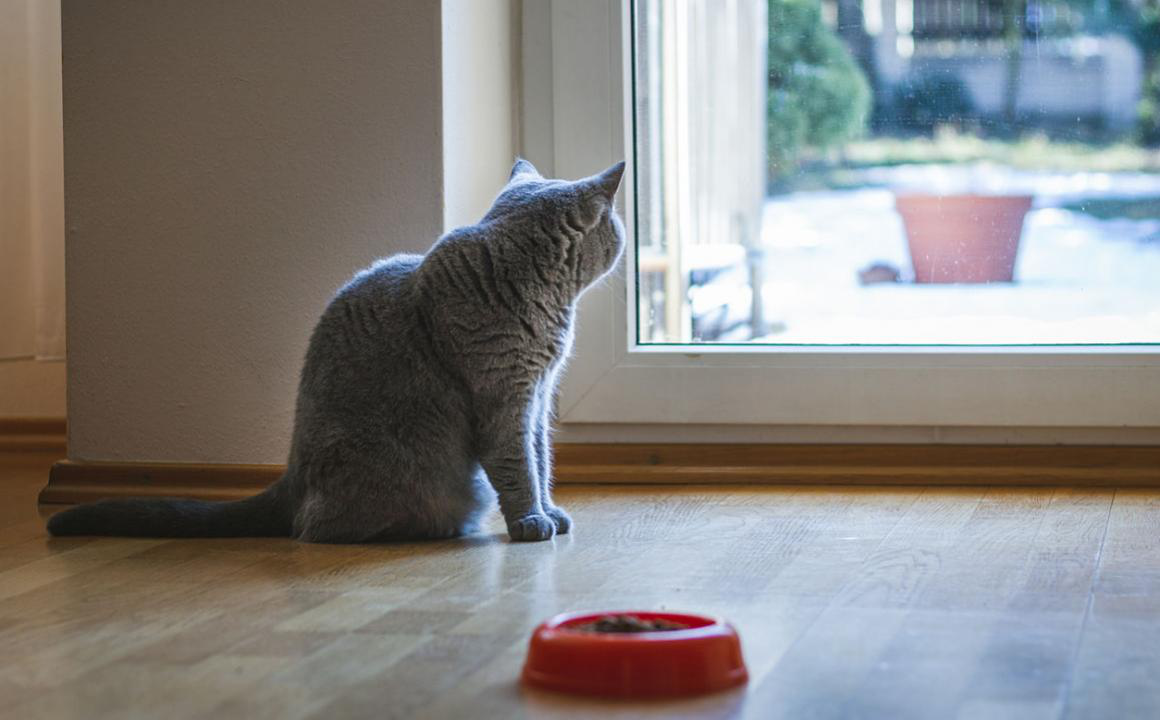 Mon chat ne mange plus et ne boit plus