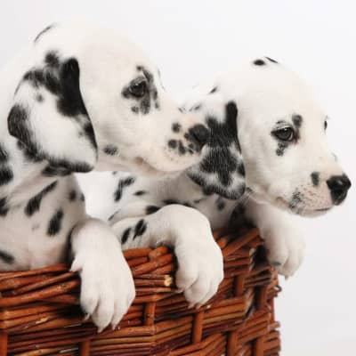 &Tau;&Omicron; &Kappa;&Omicron;&Upsilon;&Tau;&Alpha;&Beta;&Iota; &Delta;&Alpha;&Lambda;&Mu;&Alpha;&Tau;&Iota;&Alpha;&Sigma;: &Tau;&Alpha; &Chi;&Alpha;&Rho;&Alpha;&Kappa;&Tau;&Eta;&Rho;&Iota;&Sigma;&Tau;&Iota;&Kappa;&Alpha; &Kappa;&Alpha;&Iota; &Omicron;&Iota; &Beta;&Omicron;&Upsilon;&Lambda;&Epsilon;&Sigma; &Tau;&Omicron;&Upsilon; &Sigma;&Kappa;&Upsilon;&Lambda;&Omicron;&Upsilon; &Delta;&Alpha;&Lambda;&Mu;&Alpha;&Tau;&Iota;&Alpha;&Sigma;