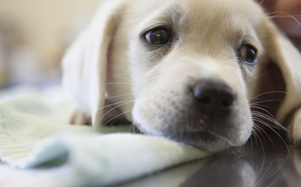 La constipation chez le chien : causes et solutions