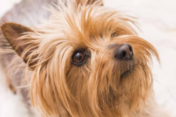 Silky Terrier. Caracteristici și &icirc;ngrijire