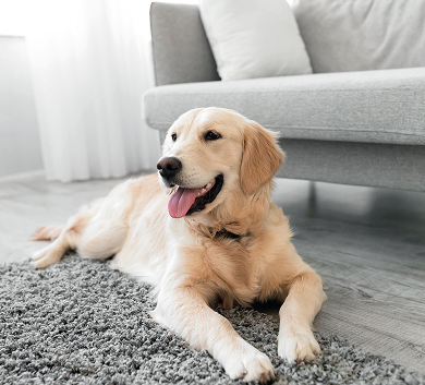 Banner &ndash; Full width image.png