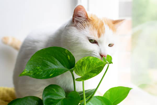 Plantas t&oacute;xicas y venenosas para gatos: cu&aacute;les son