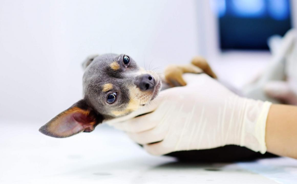 Ciclos de celo alterados