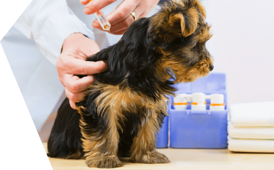 Il cucciolo di Yorkshire