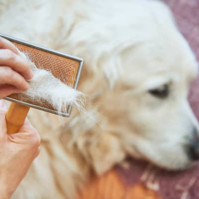 K&ouml;peklerde t&uuml;y d&ouml;k&uuml;lmesi: nedenleri ve en yaygın hastalıklar