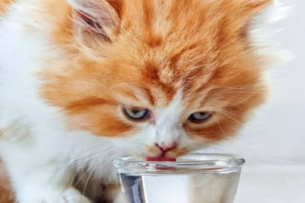 L&rsquo;infection urinaire chez le chat