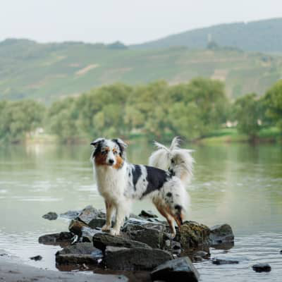 Pancr&eacute;atite chez le chien : signes et traitements