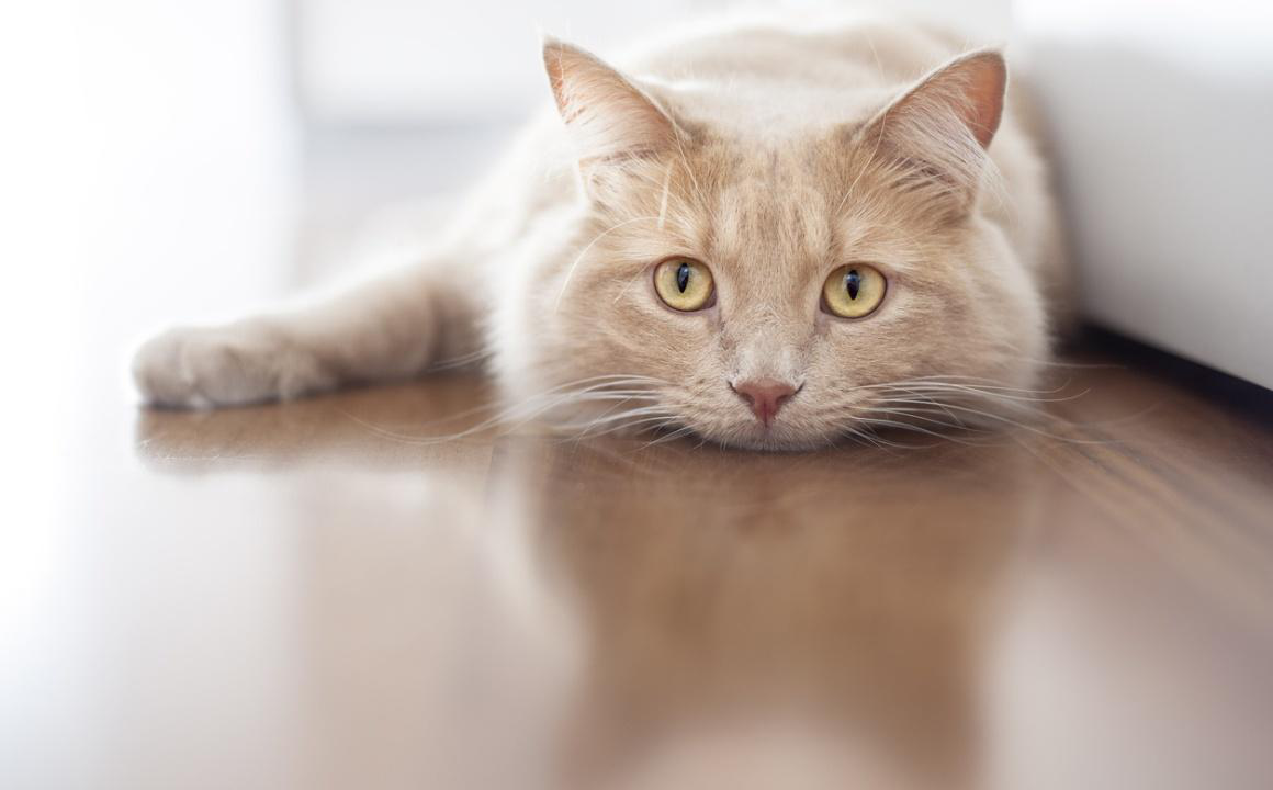 &iquest;Tu gato est&aacute; aburrido? Mantenle entretenido con estas ideas