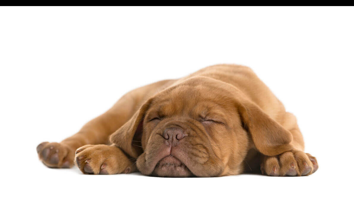 Il mio cane dorme sempre: il ciclo del sonno nei cani